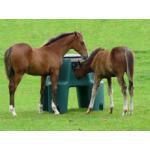 Equine