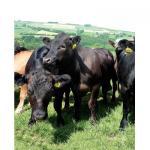 Cattle