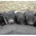 Pigs