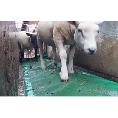 JFC Sheep Footbath / Foambath FBF01