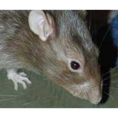 Vermin Control