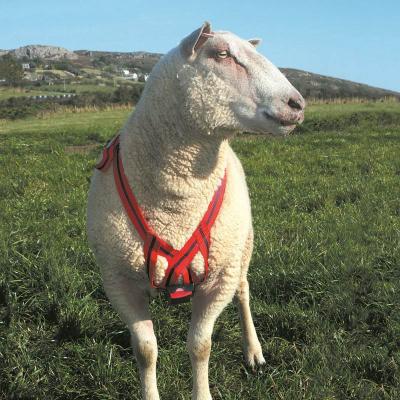 Breeding and Lambing