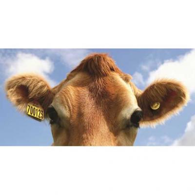 Tags & Identification