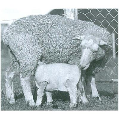 Woolover™Lamb Jackets Pack of 10