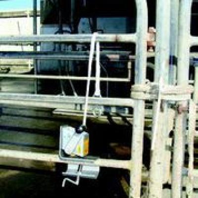 Cattle Handling