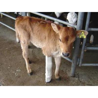 Shoof Calf Leg Splint BOS- Front (Yellow)