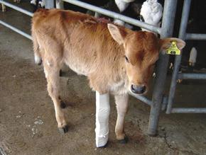 Shoof Calf Leg Splint BOS- Front (Yellow)