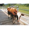 Vink Cattle Brush Standard_2