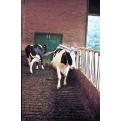 Vink Cattle Brush Standard_3