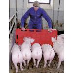 Pig Board Herding / Driving Board for Pigs - Medium