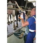 Tailwell Tail Trimmer Apron