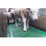 JFC Sheep Footbath / Foambath FBF01