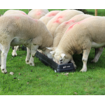 JFC Sheep Ground Feed Trough 6ft pack of 2 - FT6