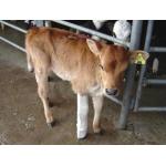 Shoof Calf Leg Splint BOS- Front (Yellow)