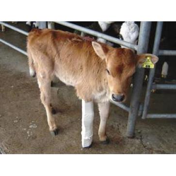 Shoof Calf Leg Splint BOS- Front (Yellow)